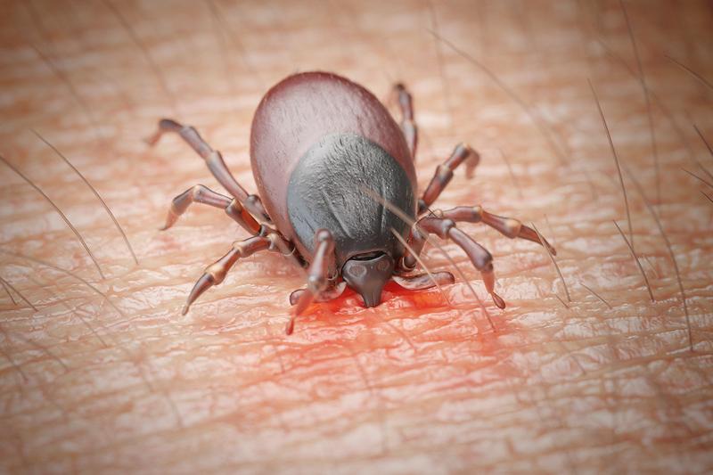 Zabezpieczenie przestrzeni przed kleszczami