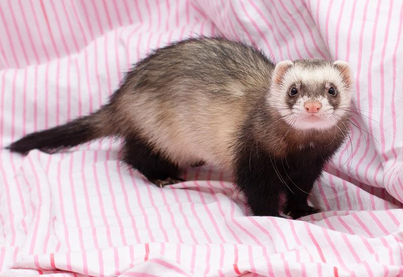 Zalety i wady fretki