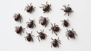 Czy kleszcze mogą zagościć w twoim domu? Sprawdź, co musisz wiedzieć!